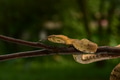 Craspedocephalus puniceus snake is waiting for prey on a tree branch Craspedocephalus puniceus snake is waiting for prey on a tree branch - PhotoDune Item for Sale