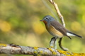 Red-breasted flycatcher or Ficedula parva on a tree branch Red-breasted flycatcher or Ficedula parva on a tree branch - PhotoDune Item for Sale