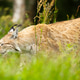 Lynx prowling through lush green grass in a forest Lynx prowling through lush green grass in a forest - PhotoDune Item for Sale