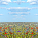 Vibrant summer meadow with red poppies, blue cornflowers and white daisies under fluffy clouds Vibrant summer meadow with red poppies, blue cornflowers and white daisies under fluffy clouds - PhotoDune Item for Sale