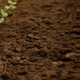 A hand is planting a small seedling into rich soil, dirt, illustrating the work of a garden A hand is planting a small seedling into rich soil, dirt, illustrating the work of a garden - PhotoDune Item for Sale