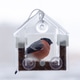 Bullfinch in a Transparent Window Feeder Bullfinch in a Transparent Window Feeder - PhotoDune Item for Sale