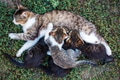 Mother cat feeding her kitten children outdoors Mother cat feeding her kitten children outdoors - PhotoDune Item for Sale