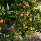 Orange grove in Valencia, next to the Mediterranean. Orange grove in Valencia, next to the Mediterranean. - PhotoDune Item for Sale