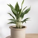 Aglaonema Greyhound indoor plant in ceramic pot on wooden table Aglaonema Greyhound indoor plant in ceramic pot on wooden table - PhotoDune Item for Sale