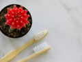 Compostable natural wooden biodegradable eco friendly bamboo toothbrushes with soft bristles Compostable natural wooden biodegradable eco friendly bamboo toothbrushes with soft bristles - PhotoDune Item for Sale