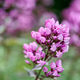 Close-up of phlox paniculata flowers in soft natural light Close-up of phlox paniculata flowers in soft natural light - PhotoDune Item for Sale
