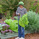 Growing vegetables in an urban homestead and mini farm Growing vegetables in an urban homestead and mini farm - PhotoDune Item for Sale