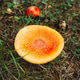 Autumn forest, mushrooms, fly agarics in the forest, forest landscape Autumn forest, mushrooms, fly agarics in the forest, forest landscape - PhotoDune Item for Sale