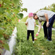 Cute little preschooler girl and her father picking raspberries into woven basket in country fields Cute little preschooler girl and her father picking raspberries into woven basket in country fields - PhotoDune Item for Sale