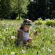 a girl collects dandelions in a clearing a girl collects dandelions in a clearing - PhotoDune Item for Sale