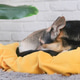tired mixed breed dog lying in dog bed wearing post operational protective shirt tired mixed breed dog lying in dog bed wearing post operational protective shirt - PhotoDune Item for Sale
