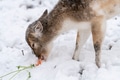 Young fallow doe deer feeding off carrot during a snow storm Young fallow doe deer feeding off carrot during a snow storm - PhotoDune Item for Sale