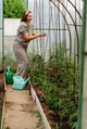mature woman tying up tomatoes in a greenhouse.Organic planting concept mature woman tying up tomatoes in a greenhouse.Organic planting concept - PhotoDune Item for Sale