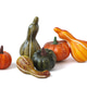 Colorful squash pumpkins Colorful squash pumpkins - PhotoDune Item for Sale