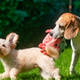 Beagle and Maltipoo Puppy Playing with Plush Toy in Sunlight Beagle and Maltipoo Puppy Playing with Plush Toy in Sunlight - PhotoDune Item for Sale