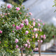 Pink Rose Bush in Bloom at Garden Nursery Pink Rose Bush in Bloom at Garden Nursery - PhotoDune Item for Sale