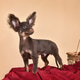 A long-haired Russian Toy Terrier puppy A long-haired Russian Toy Terrier puppy - PhotoDune Item for Sale