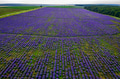 lavender field lavender field - PhotoDune Item for Sale
