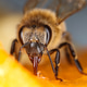 Honeybee feeding sweet Honeybee feeding sweet - PhotoDune Item for Sale