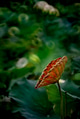 Curl up lotus leaf in the pond Curl up lotus leaf in the pond - PhotoDune Item for Sale