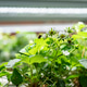 Smart greenhouse growing strawberries indoors using hydroponics and pollination by bumblebees. Smart greenhouse growing strawberries indoors using hydroponics and pollination by bumblebees. - PhotoDune Item for Sale