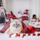 Cute Cat with Christmas Bow and Decorations at Home Cute Cat with Christmas Bow and Decorations at Home - PhotoDune Item for Sale