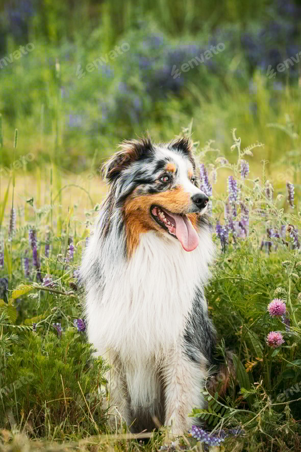 Australian Shepherd Dog Sheltie Herding Sheep Australian Shepherd