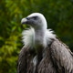 Close up profile portrait of griffon vulture Close up profile portrait of griffon vulture - PhotoDune Item for Sale
