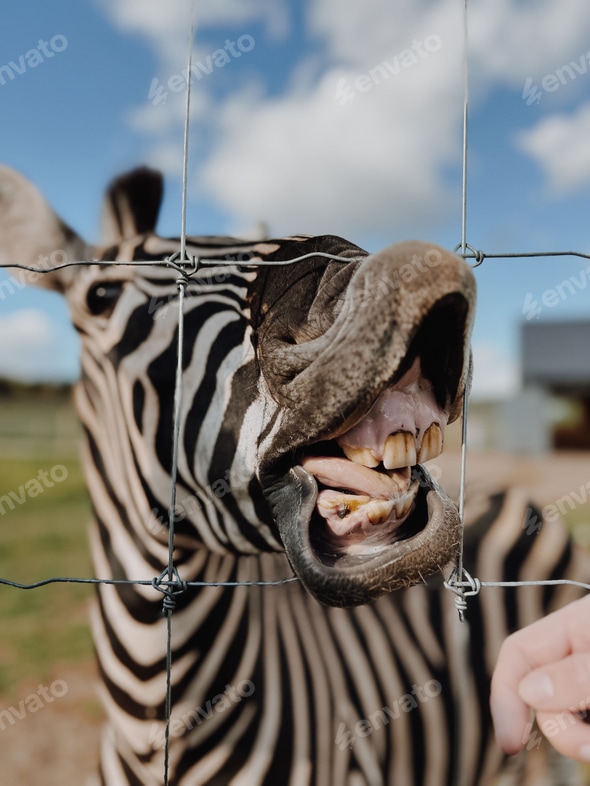 Zebra making a funny face Stock Photo by wirestock PhotoDune