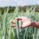 Farmer Holding Green Wheat Spikes in Field Inspection Farmer Holding Green Wheat Spikes in Field Inspection - PhotoDune Item for Sale
