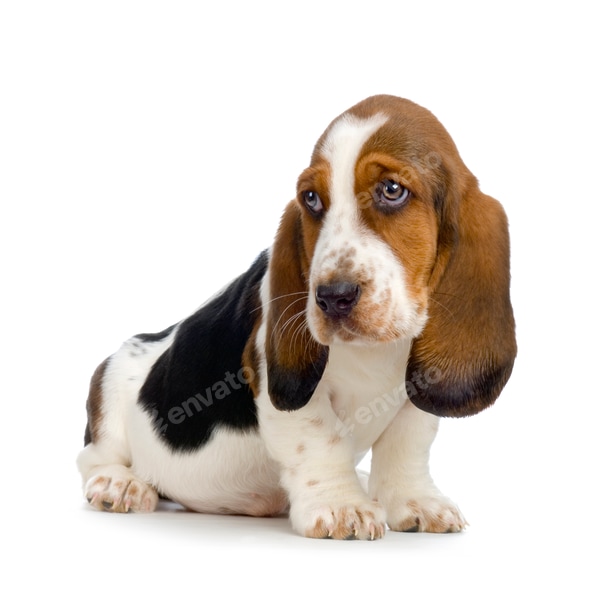 Basset Hound Puppy Hush Puppies Stock Photo by Lifeonwhite