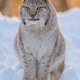 Lynx basking in snowy wilderness Lynx basking in snowy wilderness - PhotoDune Item for Sale