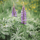 Lupin. Purple flowers. Purple. Blossom. Summer lime. Background. Bokeh effect. Lupin. Purple flowers. Purple. Blossom. Summer lime. Background. Bokeh effect. - PhotoDune Item for Sale