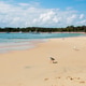 A seagull on a beautiful empty sandy beach, Royal National Park, New South Wales, Australia A seagull on a beautiful empty sandy beach, Royal National Park, New South Wales, Australia - PhotoDune Item for Sale