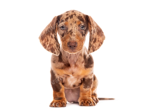 Sausage Dog Dachshund Pomeranian Mix Puppies For Sale Dachshund