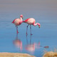 Pair of James' Flamingos Walking on a Frozen Lake Pair of James' Flamingos Walking on a Frozen Lake - PhotoDune Item for Sale