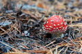 Single mushroom of fly agaric or Amanita Muscaria in forest Single mushroom of fly agaric or Amanita Muscaria in forest - PhotoDune Item for Sale