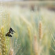 Insect on Dewy Wheat Spike in Early Morning Light Insect on Dewy Wheat Spike in Early Morning Light - PhotoDune Item for Sale