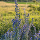 Blue flower Blue flower - PhotoDune Item for Sale