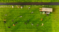 An aerial view of the farm. Agriculture. A view of the animals An aerial view of the farm. Agriculture. A view of the animals - PhotoDune Item for Sale