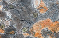 Gray rock surface with colorful lichens for background or texture Gray rock surface with colorful lichens for background or texture - PhotoDune Item for Sale