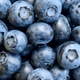 Blueberries as a background. Blueberries as a background. - PhotoDune Item for Sale