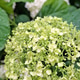 Vertical photo green white hydrangea blooms, soft focus natural earth tone background Vertical photo green white hydrangea blooms, soft focus natural earth tone background - PhotoDune Item for Sale