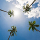 Bottom view coconut tree with sunshine Bottom view coconut tree with sunshine - PhotoDune Item for Sale