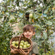 Smiling boy in an orchard with a basket of apples Smiling boy in an orchard with a basket of apples - PhotoDune Item for Sale