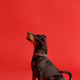 Miniature Pinscher sits on a red background Miniature Pinscher sits on a red background - PhotoDune Item for Sale