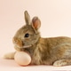 little fluffy brown bunny sitting with an Easter egg on a pastel beige background, close-up. little fluffy brown bunny sitting with an Easter egg on a pastel beige background, close-up. - PhotoDune Item for Sale