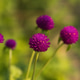 Close-up of a purple round flower in a field of same flowers. Close-up of a purple round flower in a field of same flowers. - PhotoDune Item for Sale