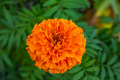 Orange marigold (Tagetes erecta) flower closeup on green leaves background. Orange marigold (Tagetes erecta) flower closeup on green leaves background. - PhotoDune Item for Sale